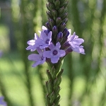 Lemon Verbena